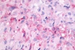 Melatonin Receptor 1B Antibody, Novus Biologicals 50 &mu;g; Unconjugated:Antibodies,